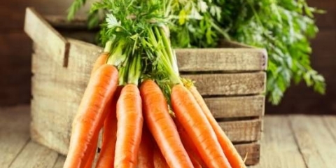 Kada sijati šargarepu u lenjingradskoj oblasti